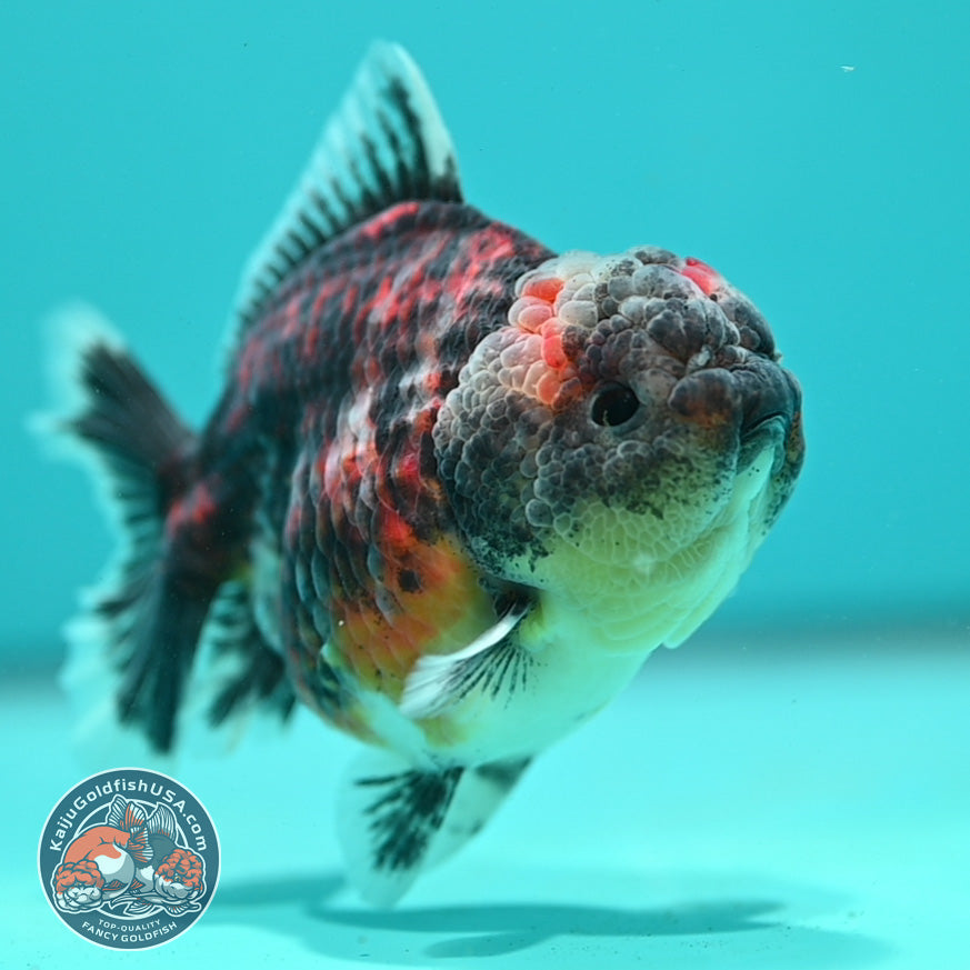 Tiger Oranda 3.5 inch Body (260731_OR03)