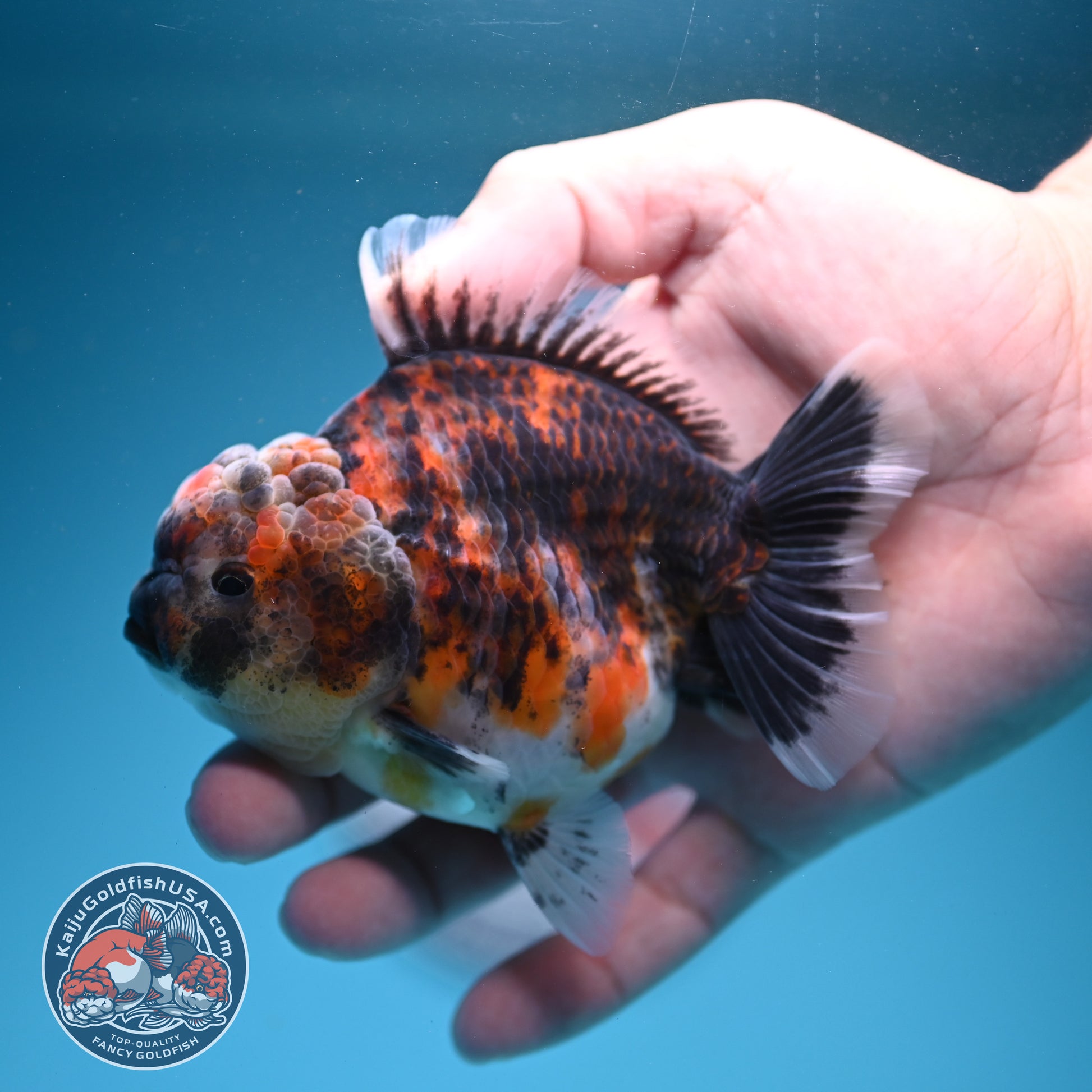 Tiger Oranda 3.5 inch Body (260731_OR03)