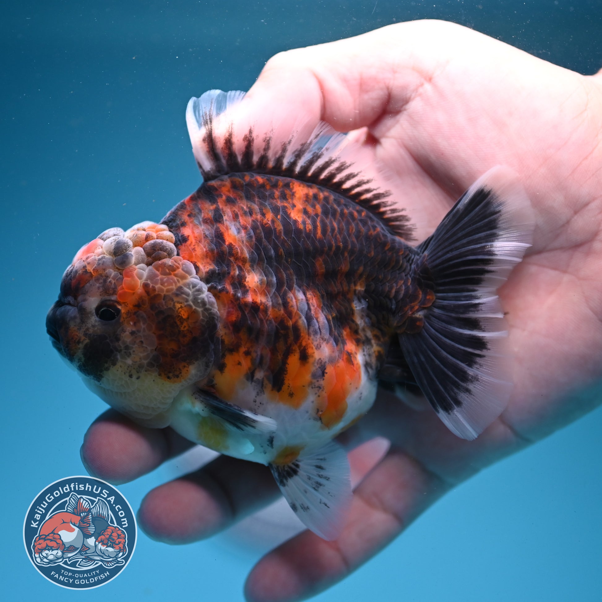 Tiger Oranda 3.5 inch Body (260731_OR03)
