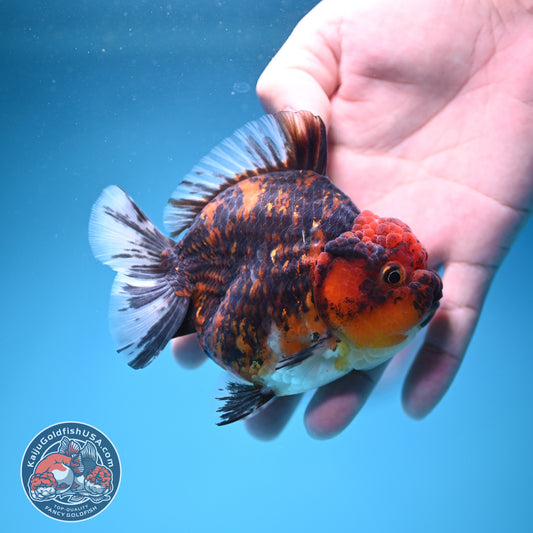 Tiger Oranda 3.5 inch Body (260731_OR05)