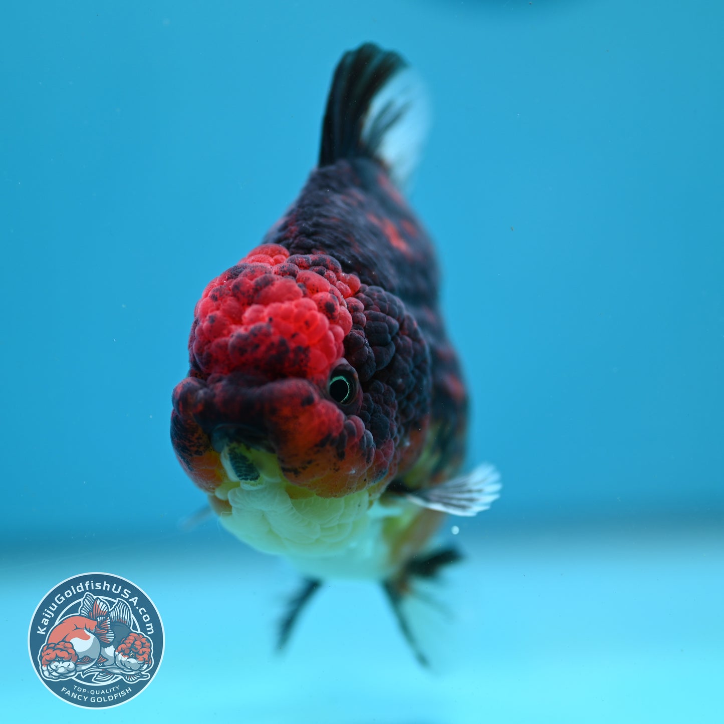 Tiger Oranda 3.5 inch Body (260731_OR05)
