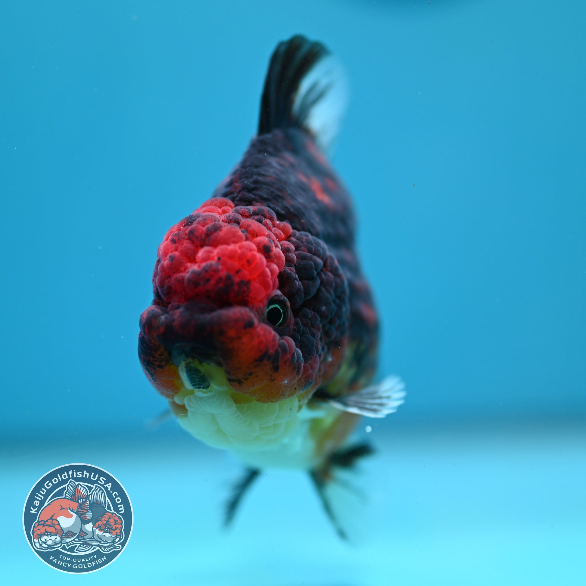 Tiger Oranda 3.5 inch Body (260731_OR05)