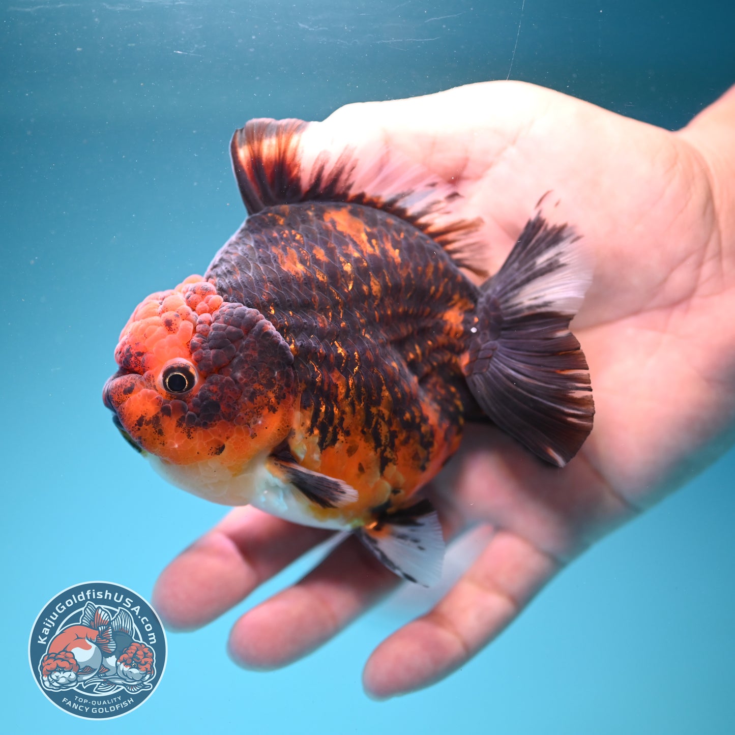 Tiger Oranda 3.5 inch Body (260731_OR05)