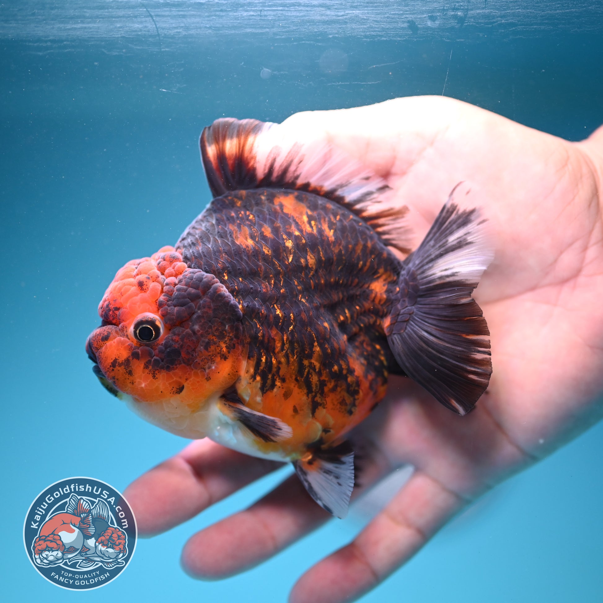 Tiger Oranda 3.5 inch Body (260731_OR05)