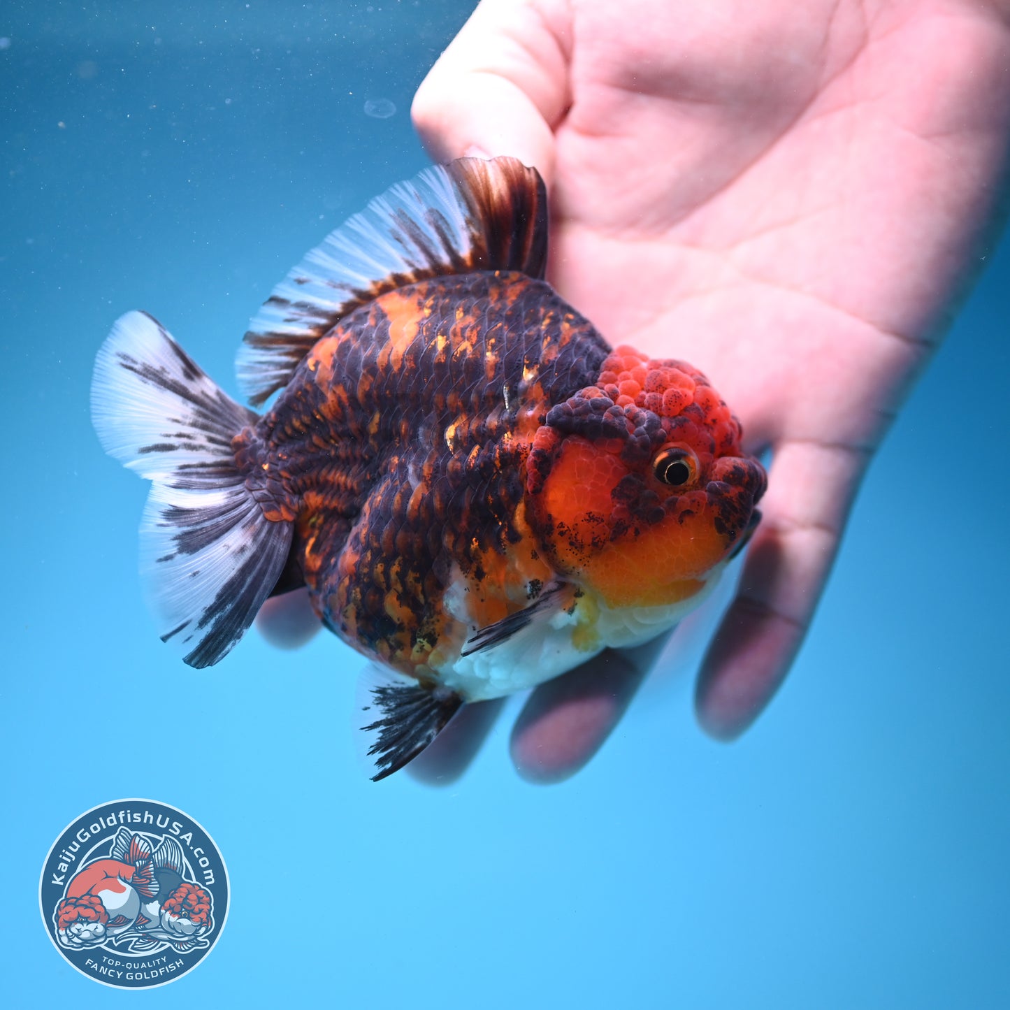Tiger Oranda 3.5 inch Body (260731_OR05)