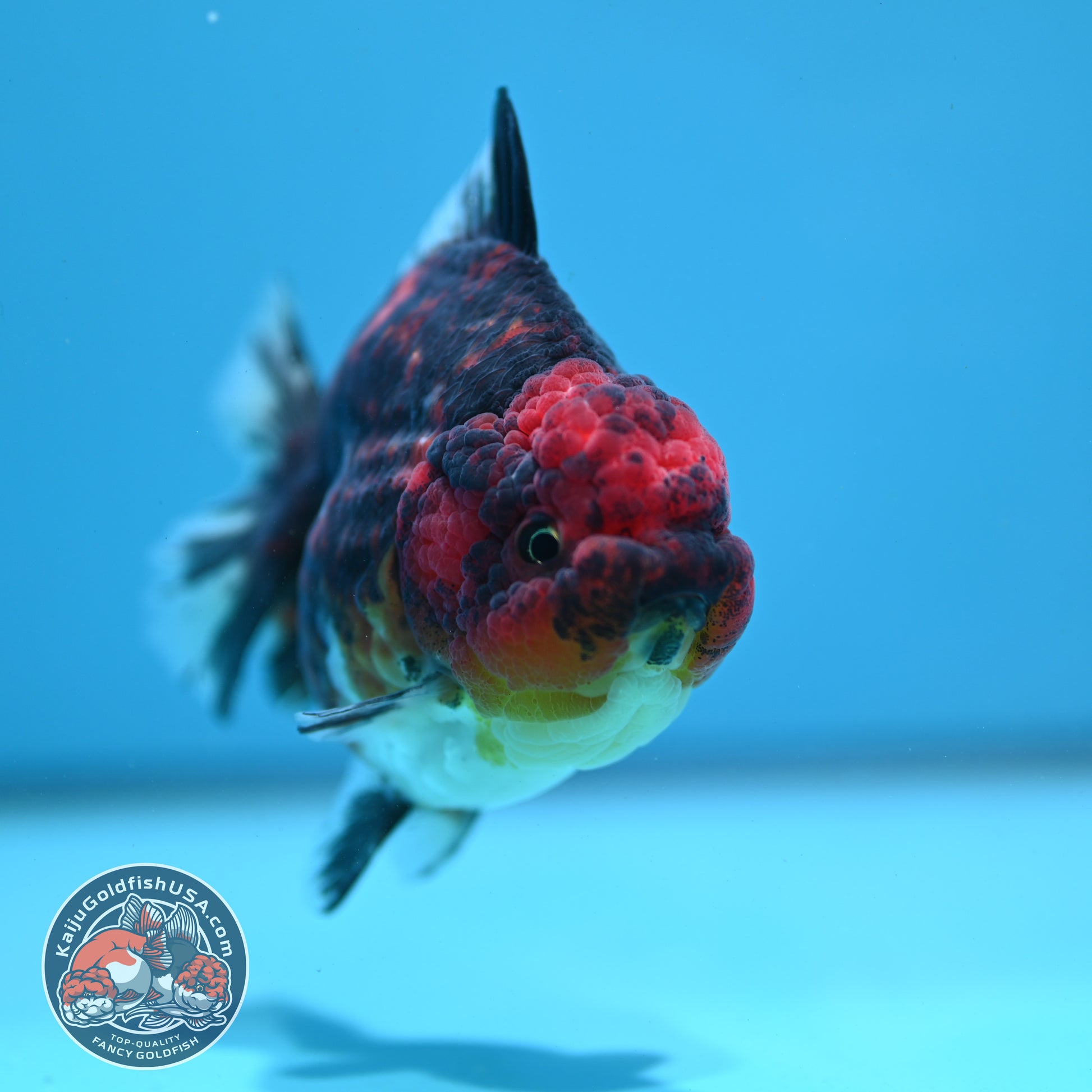 Tiger Oranda 3.5 inch Body (260731_OR05)