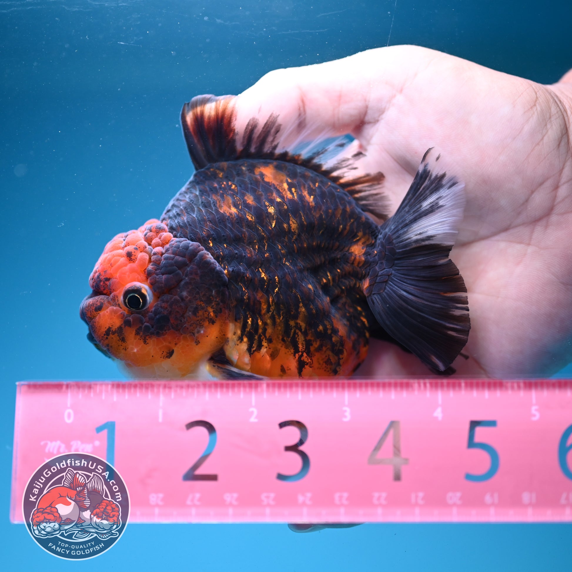 Tiger Oranda 3.5 inch Body (260731_OR05)