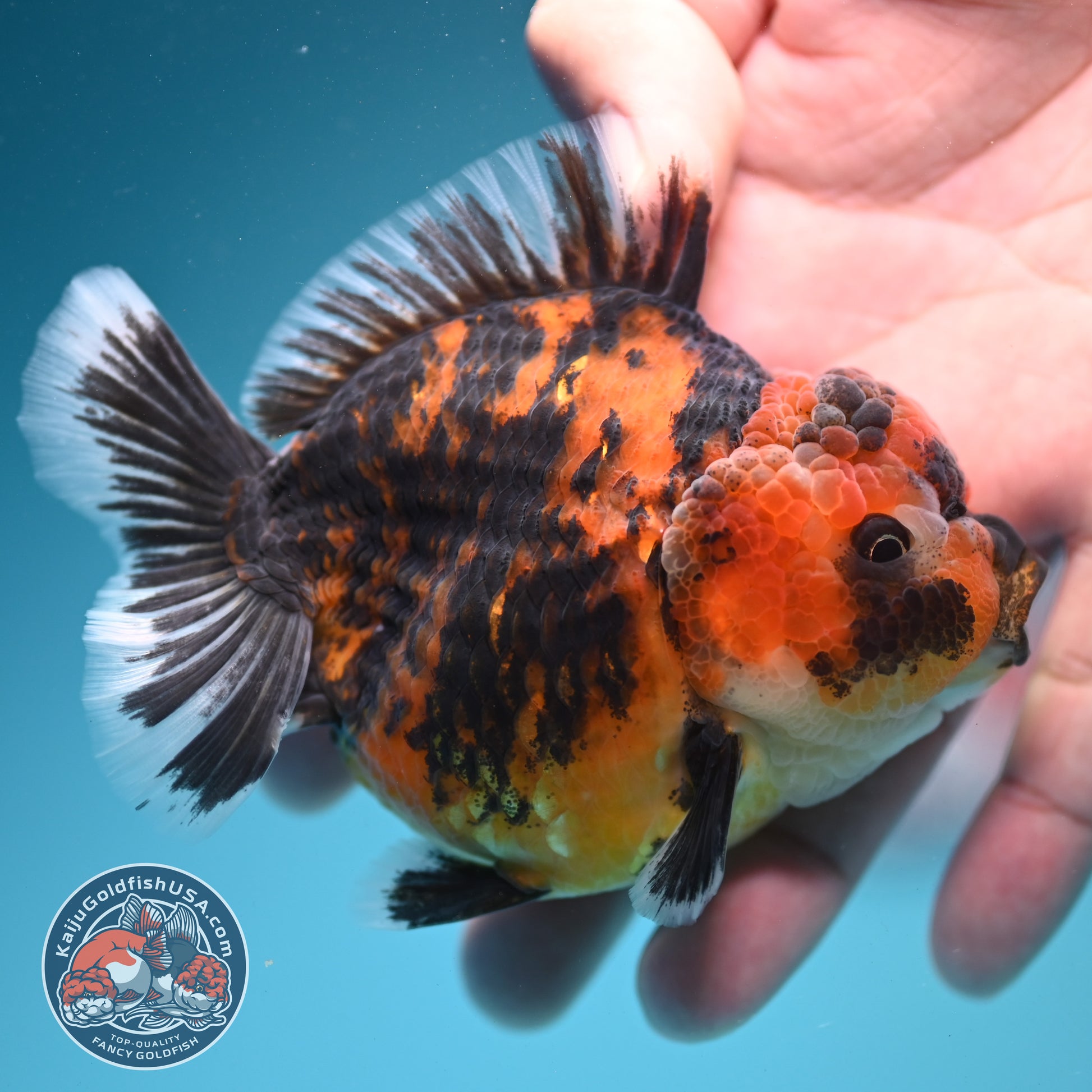 Tiger Oranda 3.5 inch Body (260731_OR09)