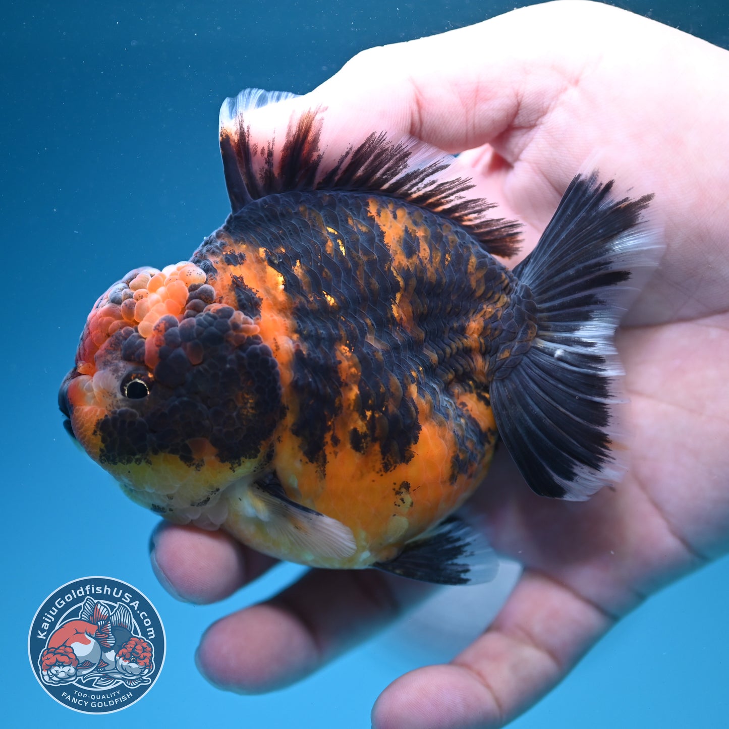 Tiger Oranda 3.5 inch Body (260731_OR09)