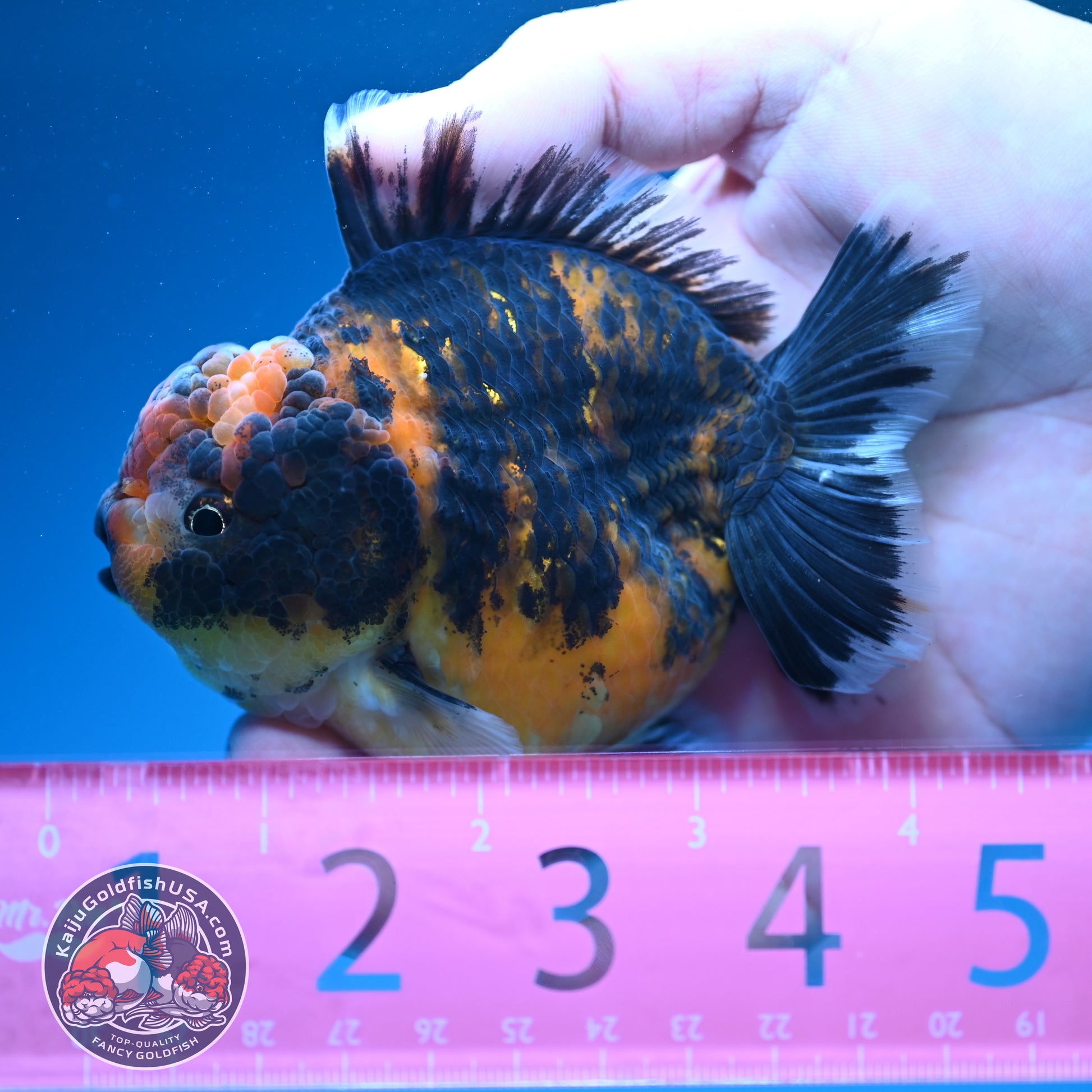 Tiger Oranda 3.5 inch Body (260731_OR09)