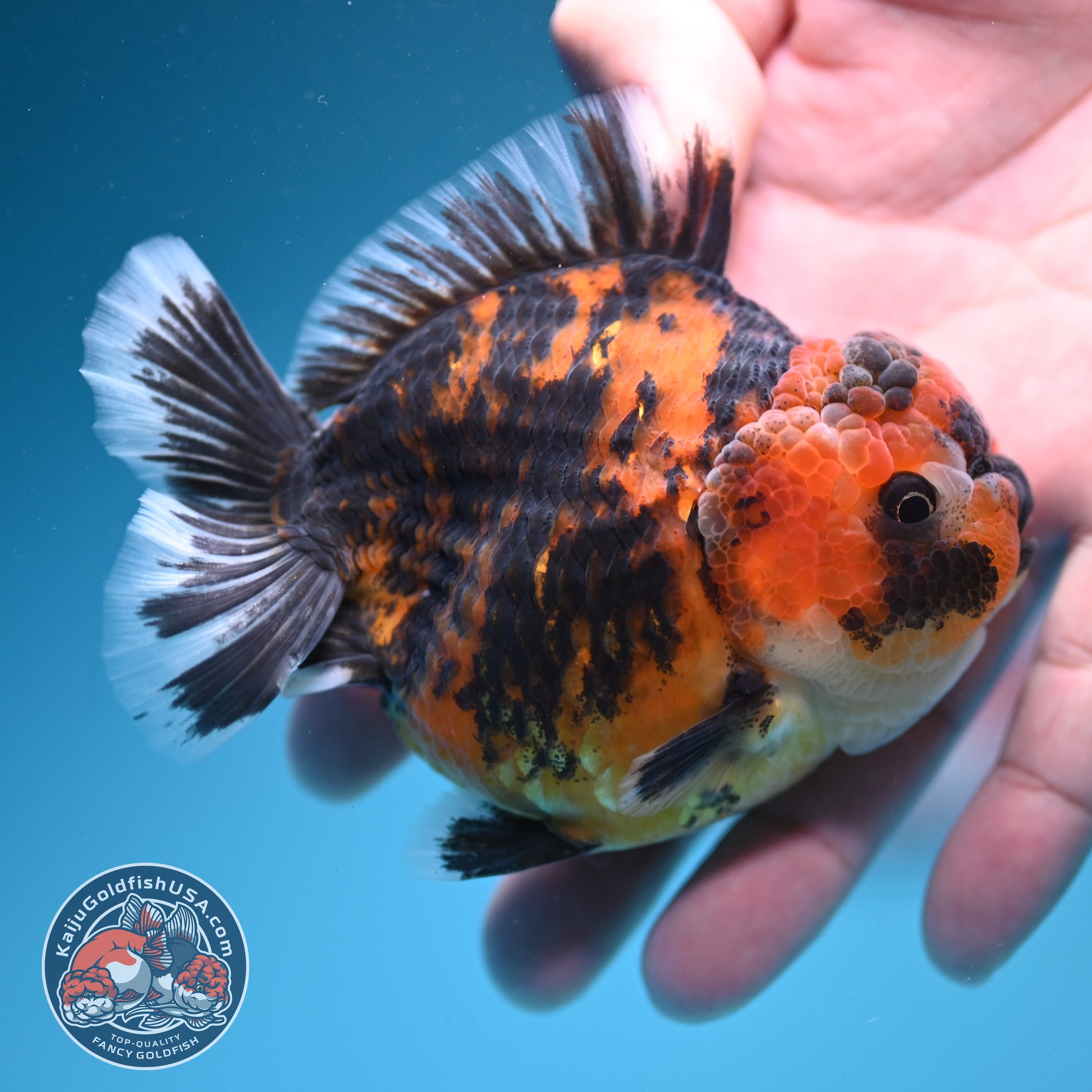 Tiger Oranda 3.5 inch Body (260731_OR09)