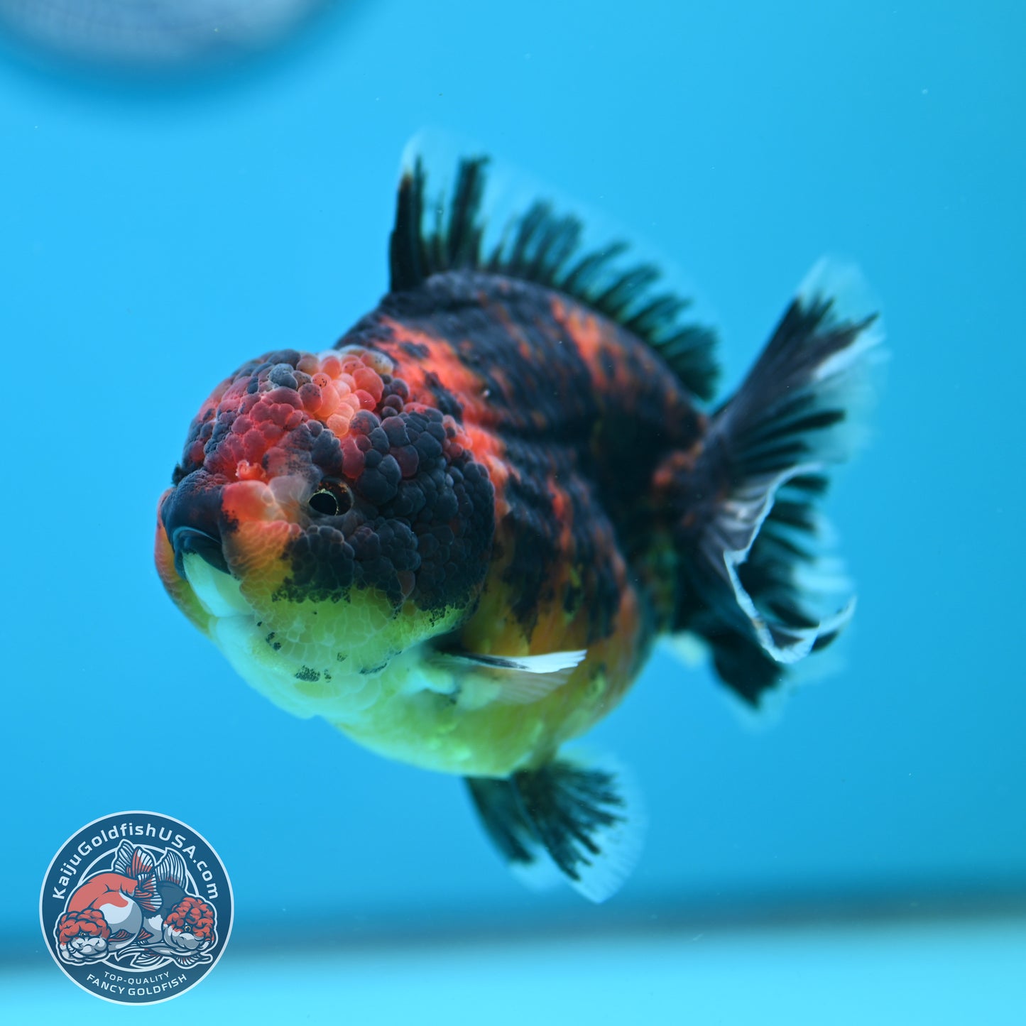 Tiger Oranda 3.5 inch Body (260731_OR09)