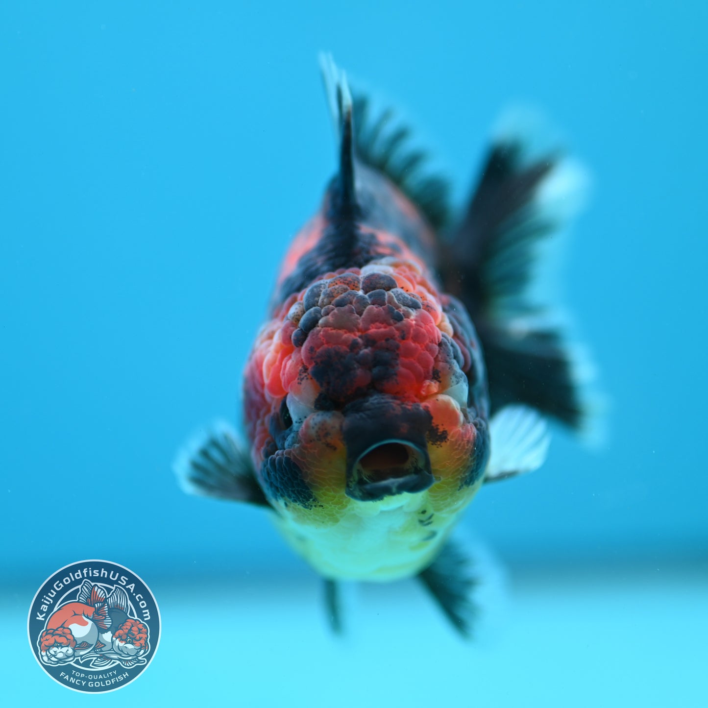 Tiger Oranda 3.5 inch Body (260731_OR09)