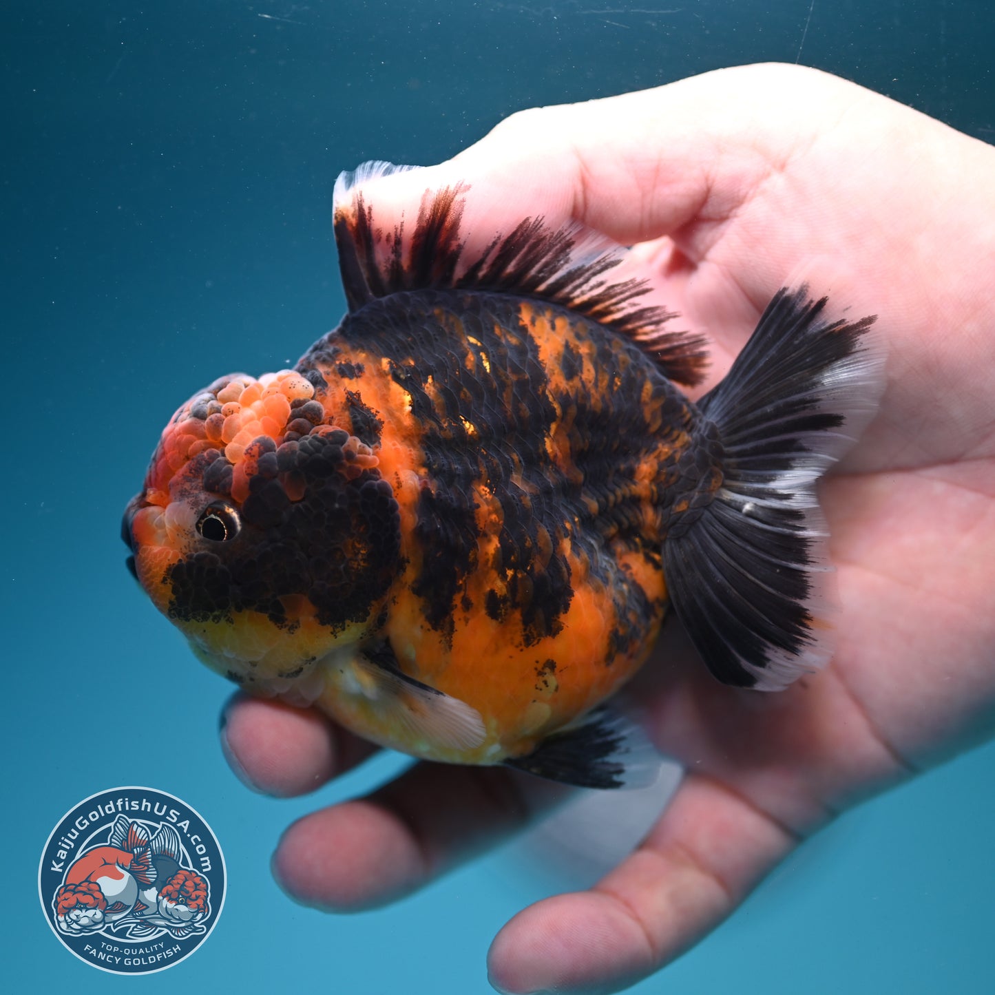 Tiger Oranda 3.5 inch Body (260731_OR09)