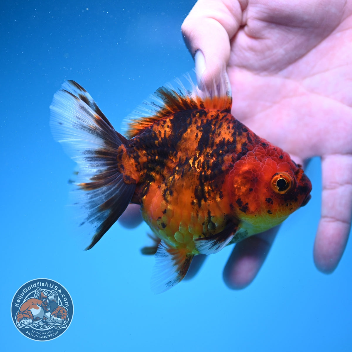 Tiger Oranda 3.5 inch Body (260925_OR11)
