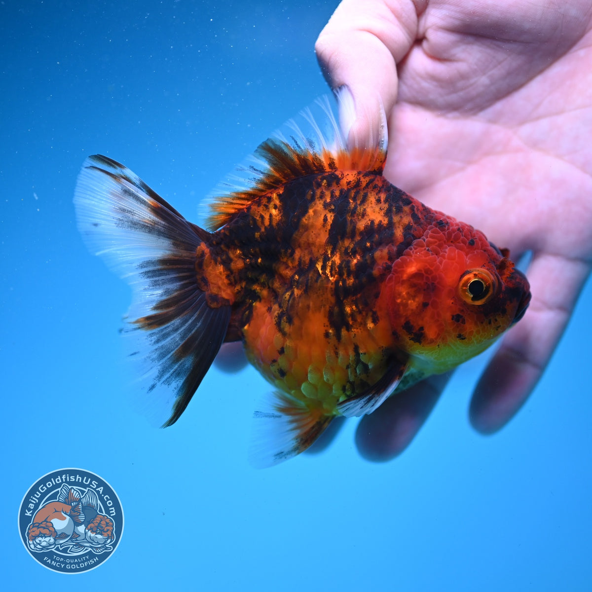 Tiger Oranda 3.5 inch Body (260925_OR11)