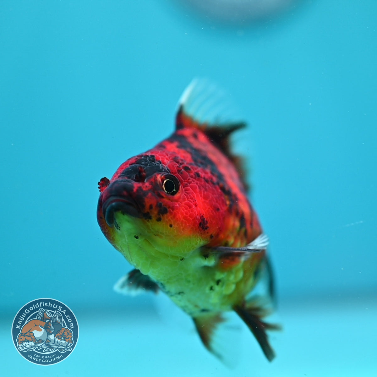 Tiger Oranda 3.5 inch Body (260925_OR11)