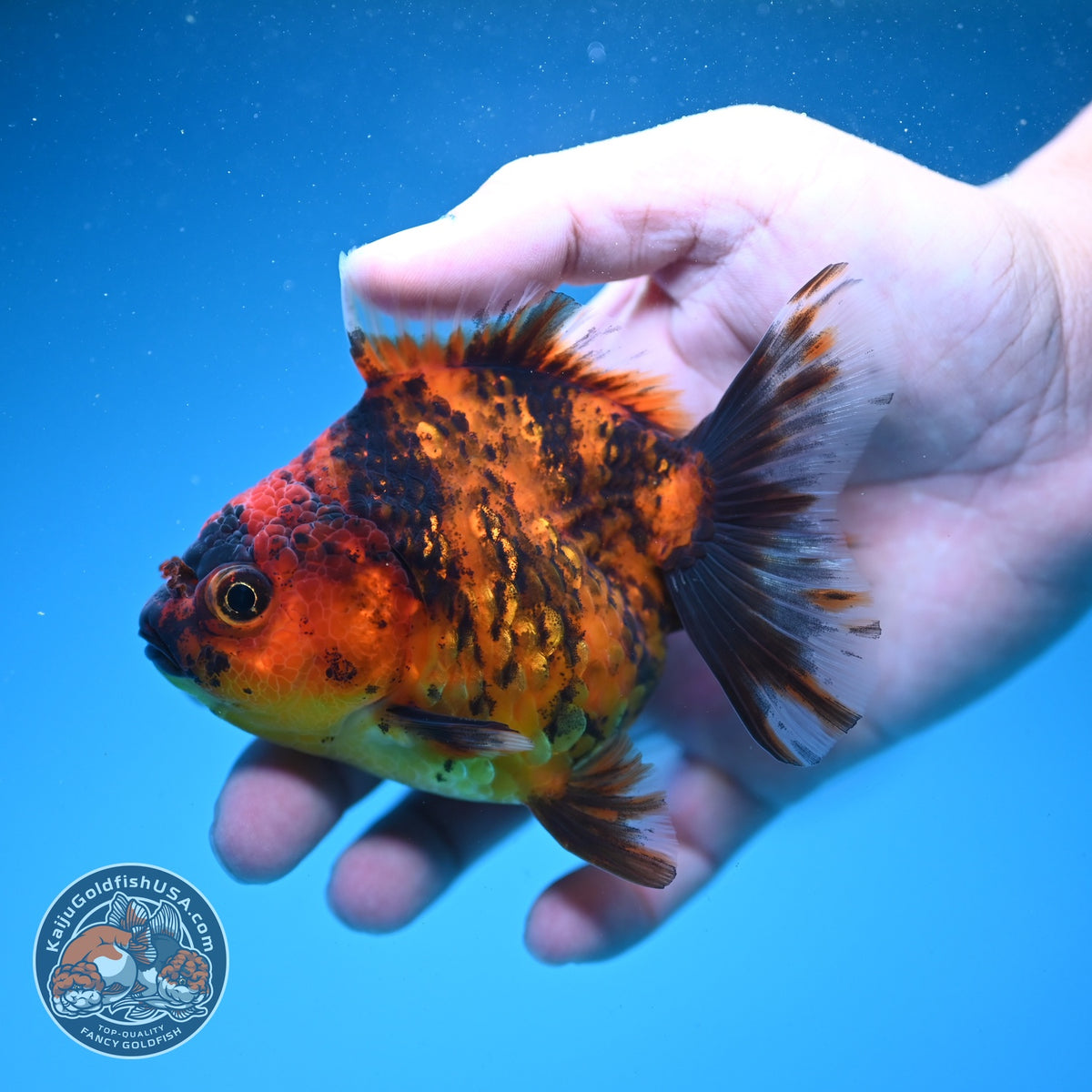 Tiger Oranda 3.5 inch Body (260925_OR11)