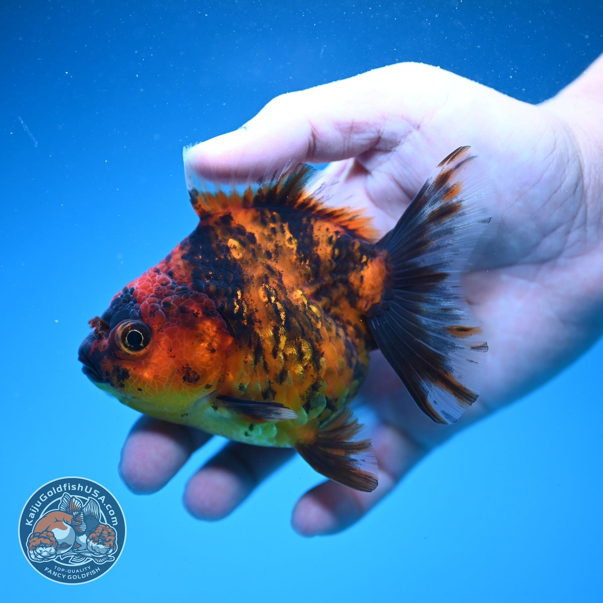 Tiger Oranda 3.5 inch Body (260925_OR11)