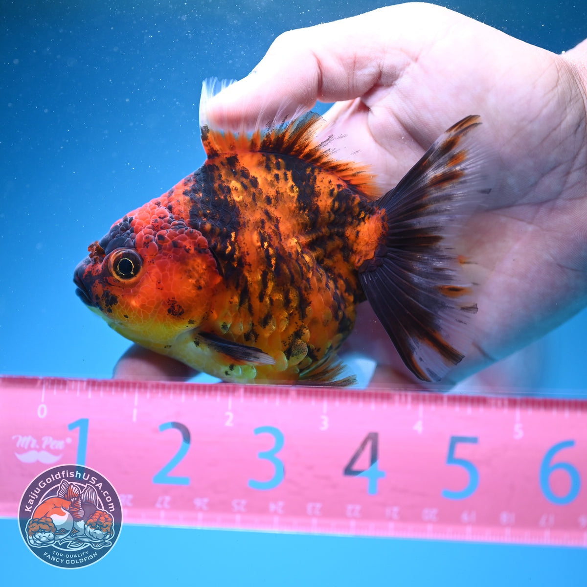 Tiger Oranda 3.5 inch Body (260925_OR11)
