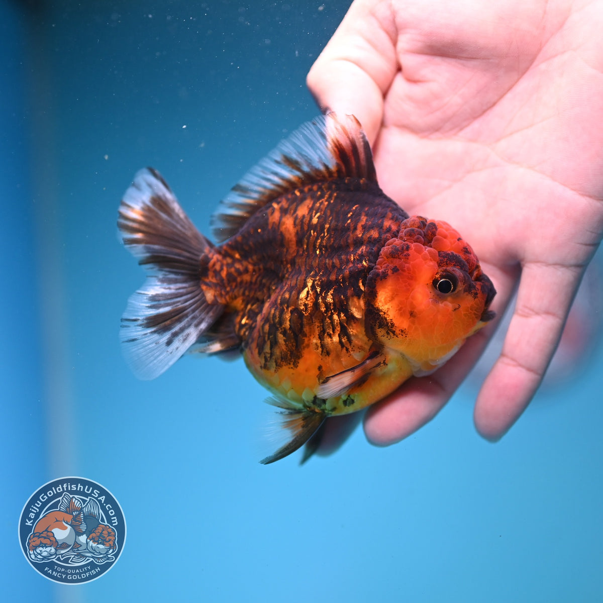 Tiger Oranda 3.5 inch Body (260925_OR13)