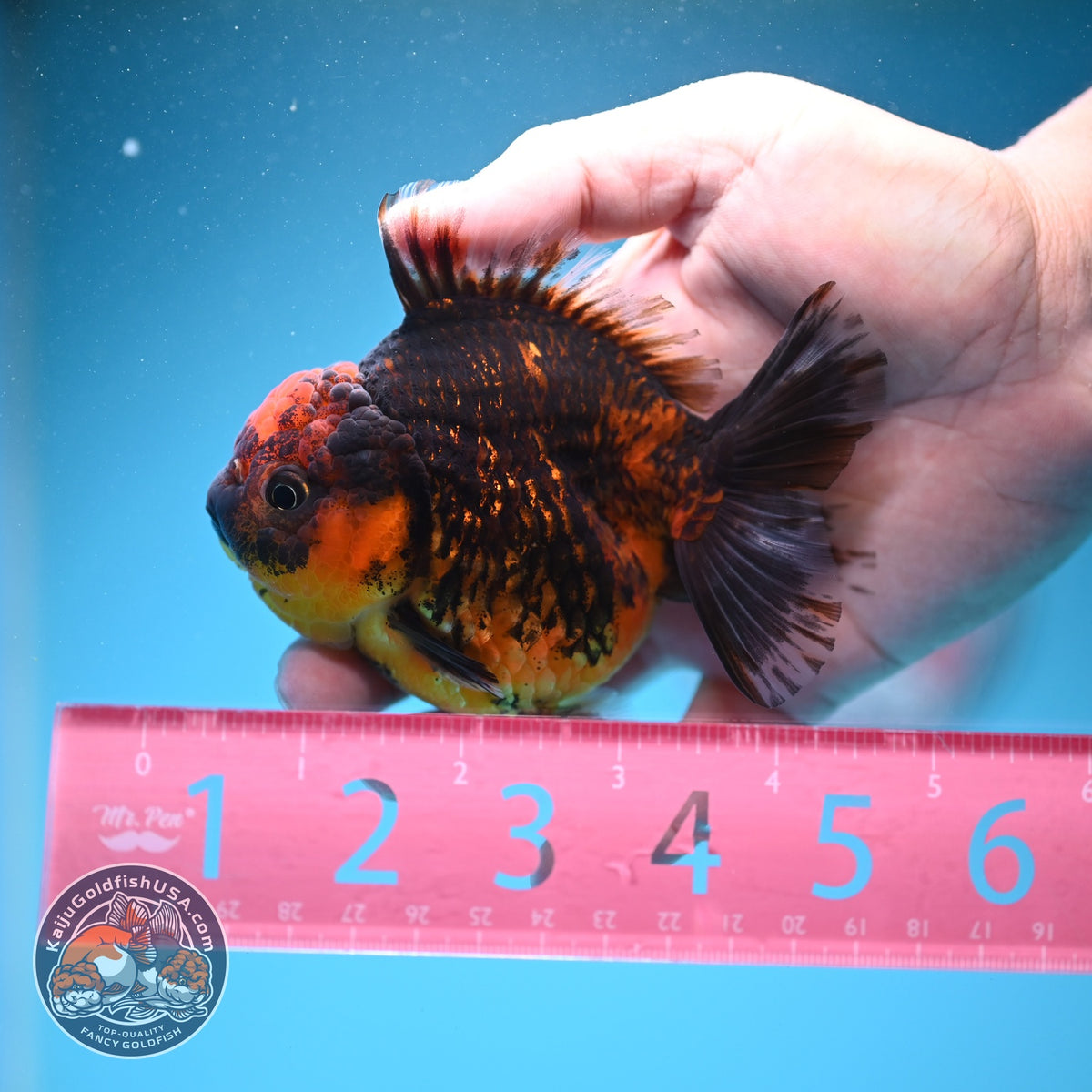 Tiger Oranda 3.5 inch Body (260925_OR13)