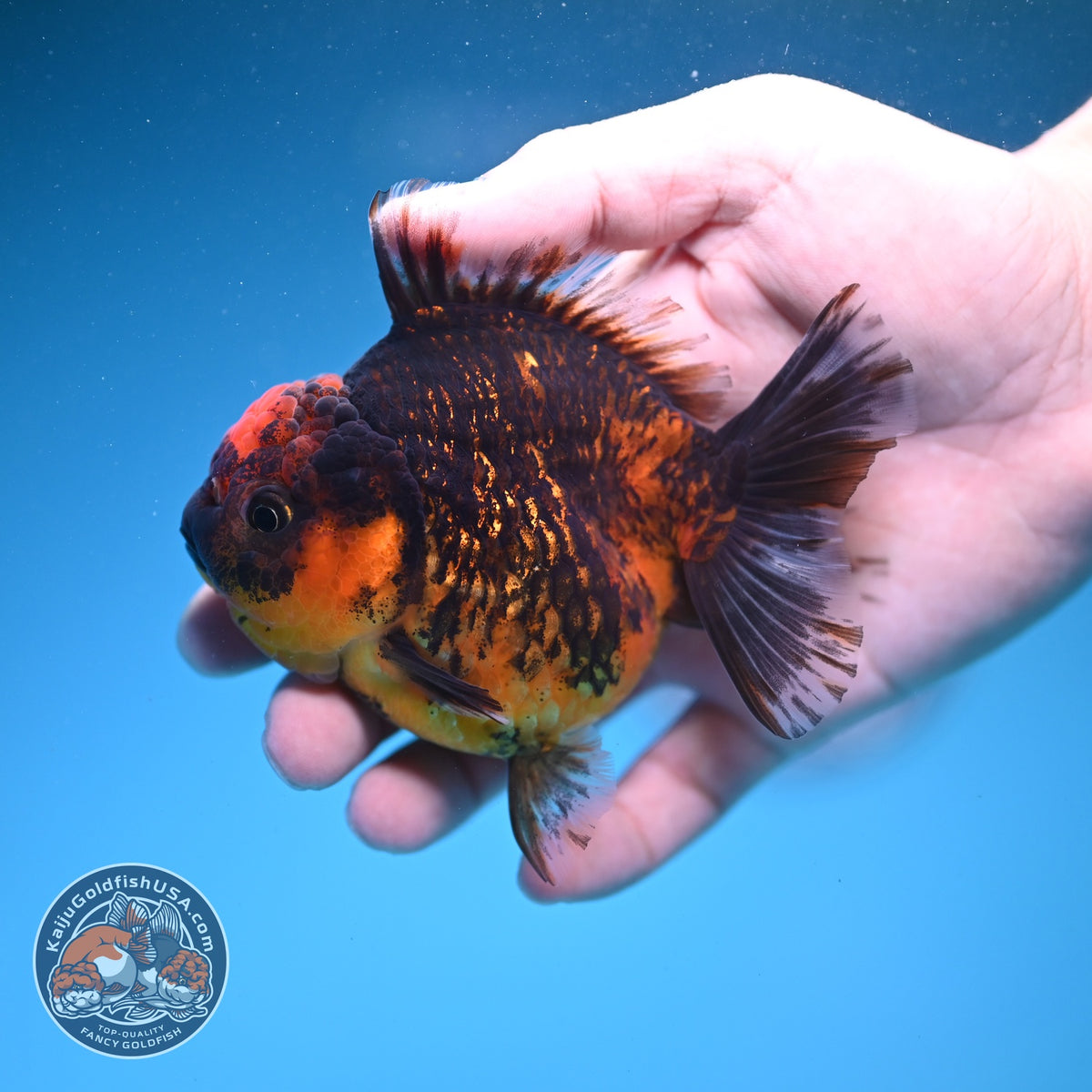 Tiger Oranda 3.5 inch Body (260925_OR13)