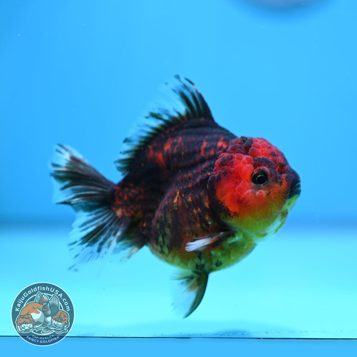 Tiger Oranda 3.5 inch Body (260925_OR13)