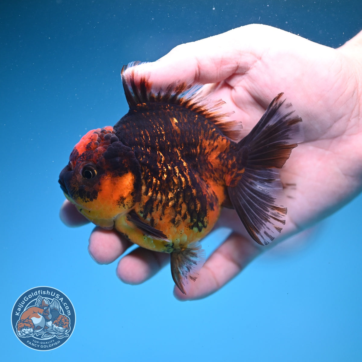 Tiger Oranda 3.5 inch Body (260925_OR13)