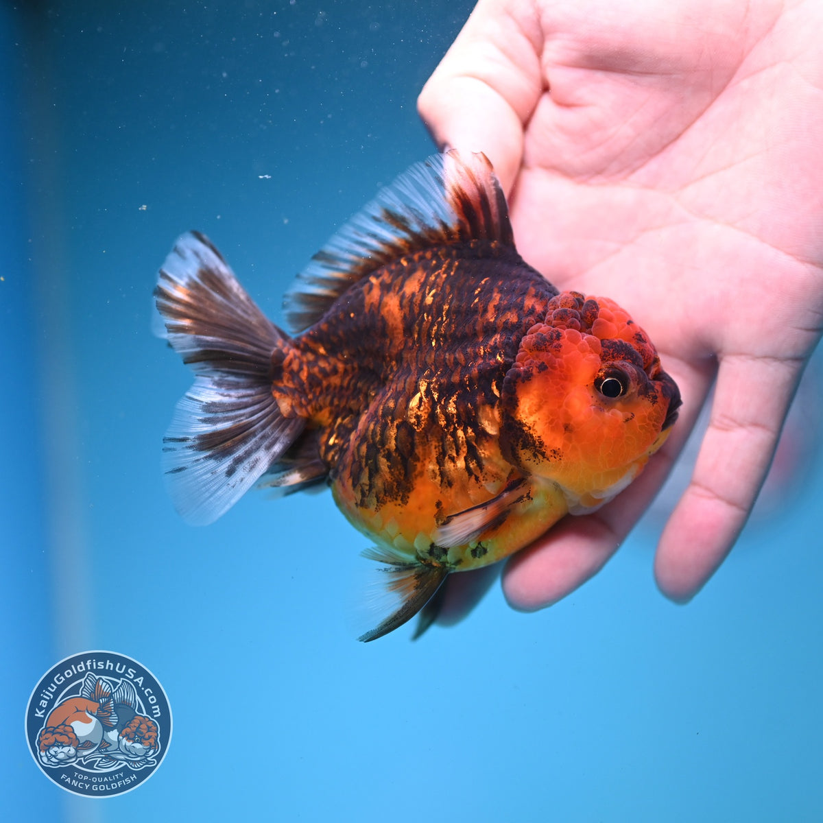 Tiger Oranda 3.5 inch Body (260925_OR13)
