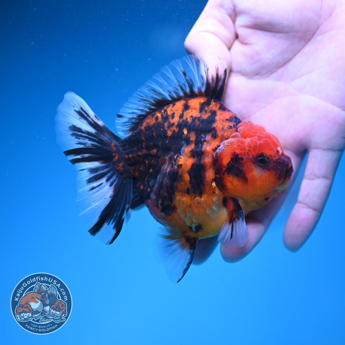 Tiger Oranda 3.5 inch Body (260925_OR15)