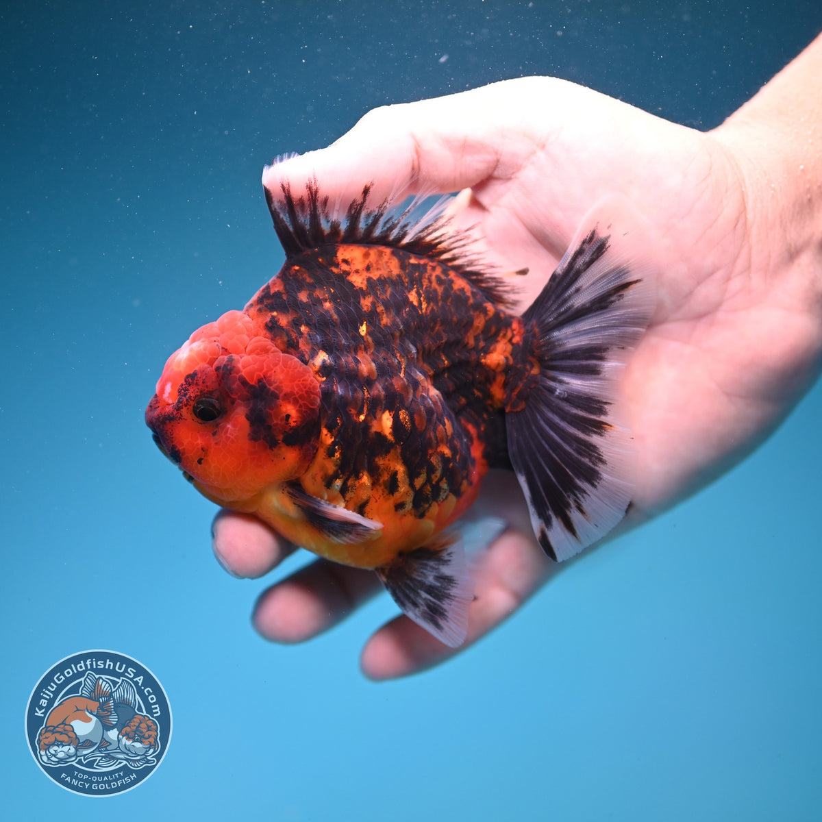 Tiger Oranda 3.5 inch Body (260925_OR15)