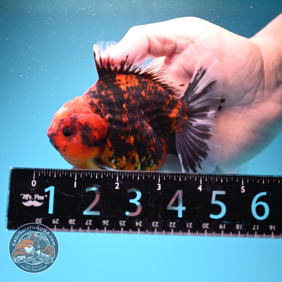 Tiger Oranda 3.5 inch Body (260925_OR15)