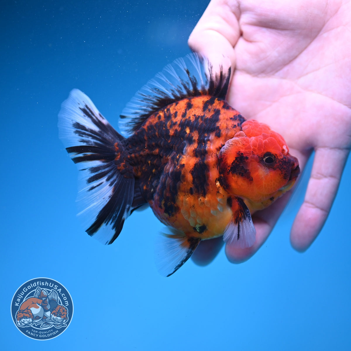 Tiger Oranda 3.5 inch Body (260925_OR15)