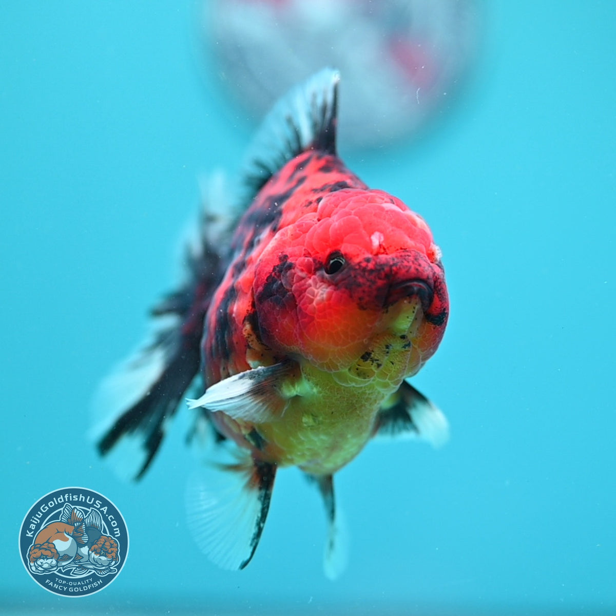 Tiger Oranda 3.5 inch Body (260925_OR15)