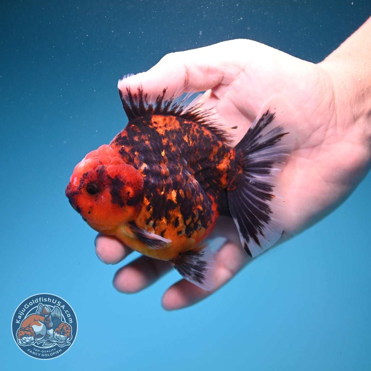 Tiger Oranda 3.5 inch Body (260925_OR15)