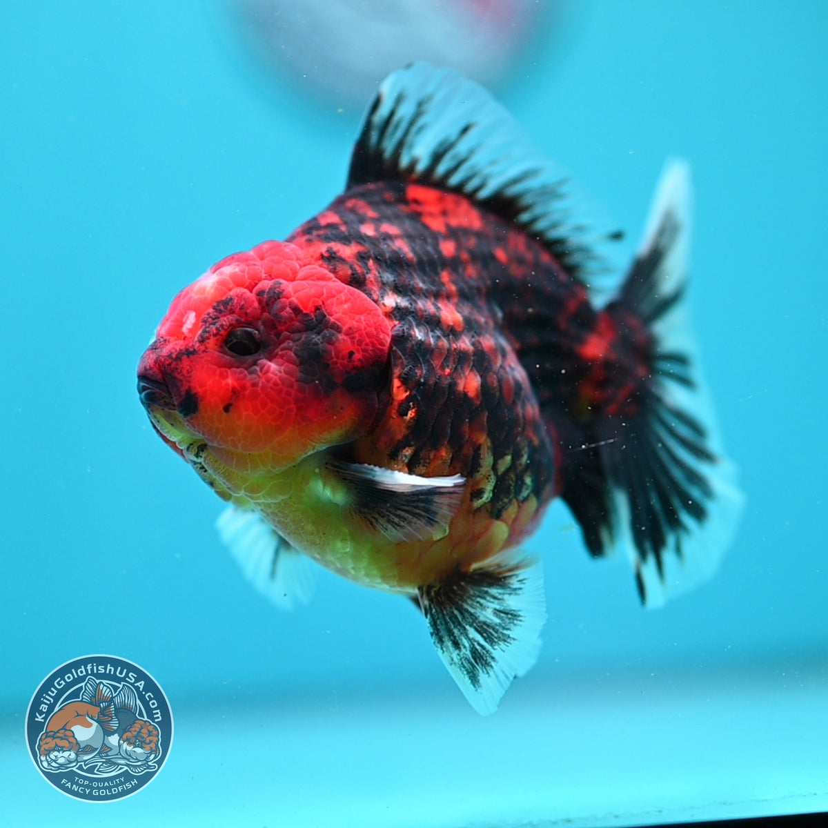Tiger Oranda 3.5 inch Body (260925_OR15)