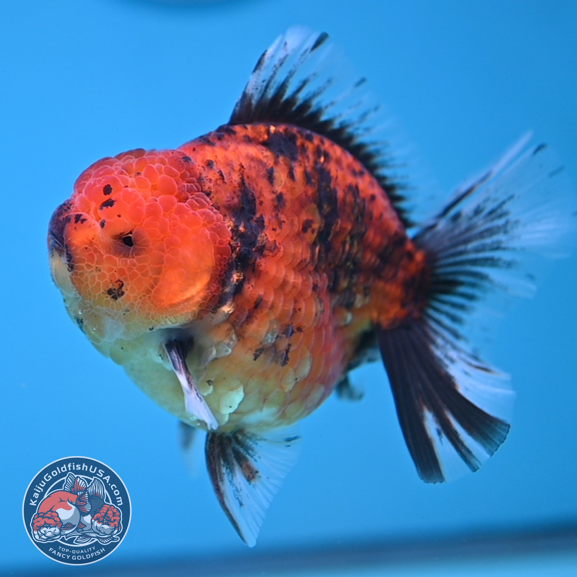 Tiger Oranda 3.8 inch Body (251205_OR16)
