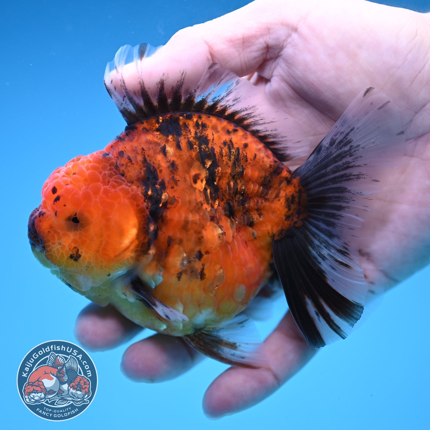 Tiger Oranda 3.8 inch Body (251205_OR16)