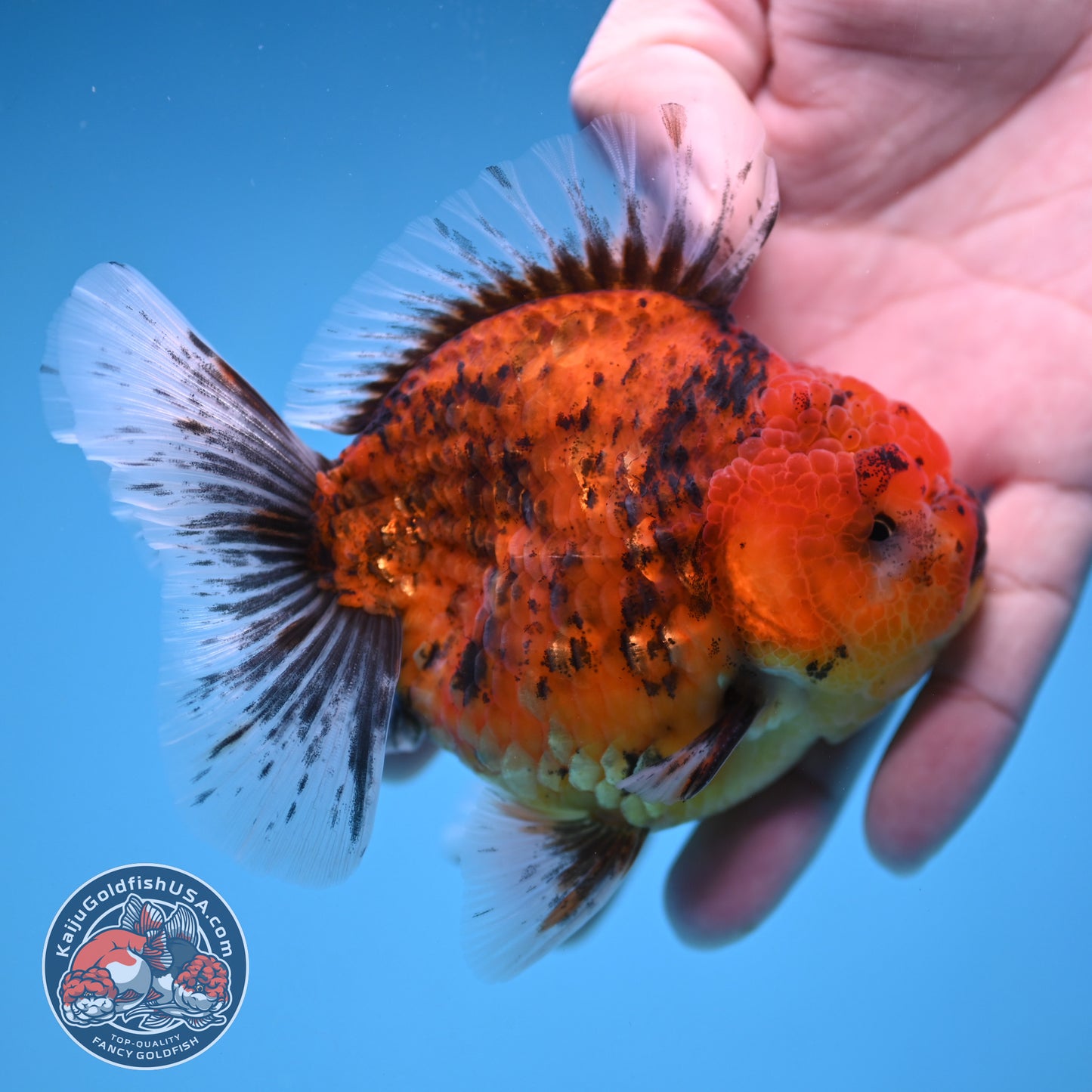 Tiger Oranda 3.8 inch Body (251205_OR16)