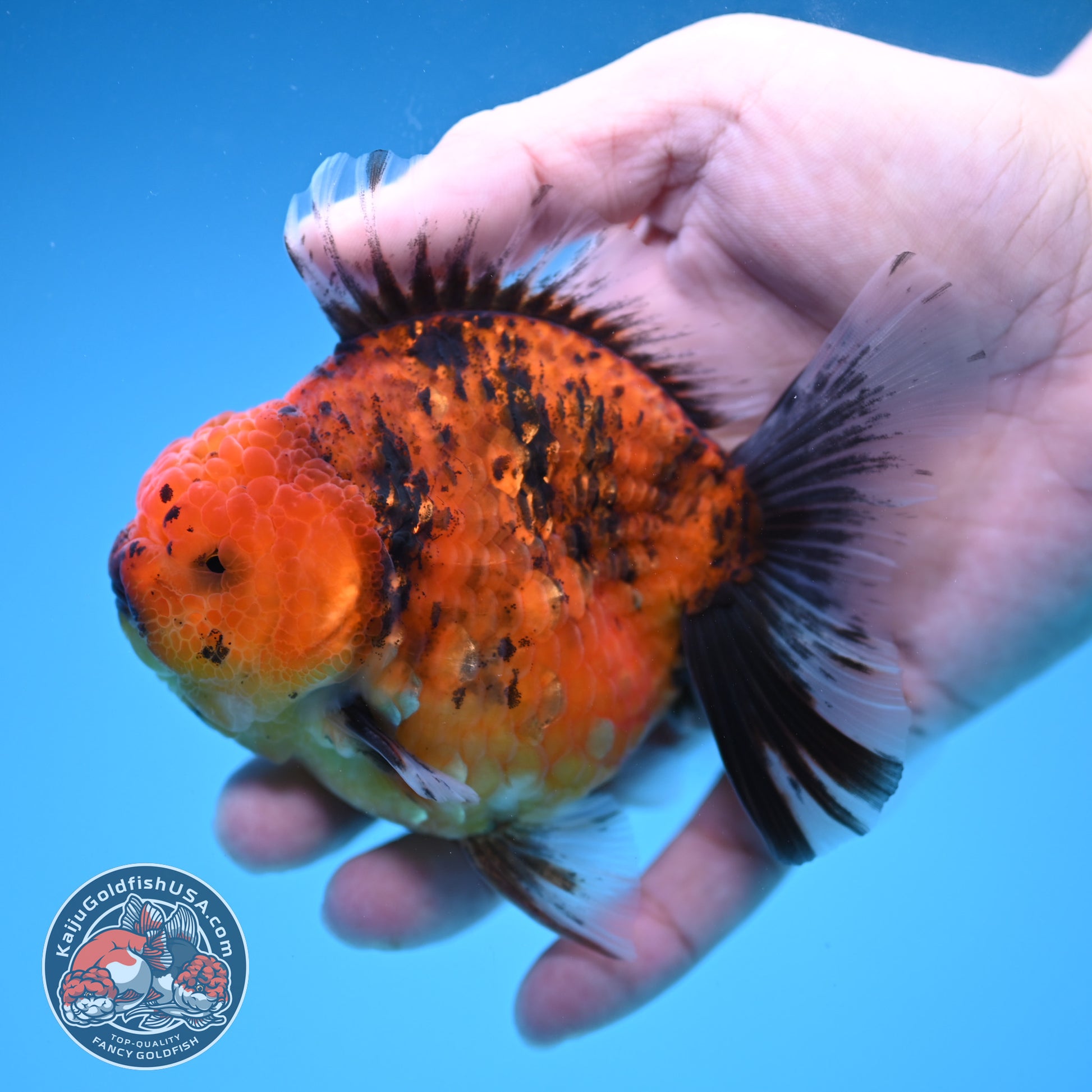 Tiger Oranda 3.8 inch Body (251205_OR16)