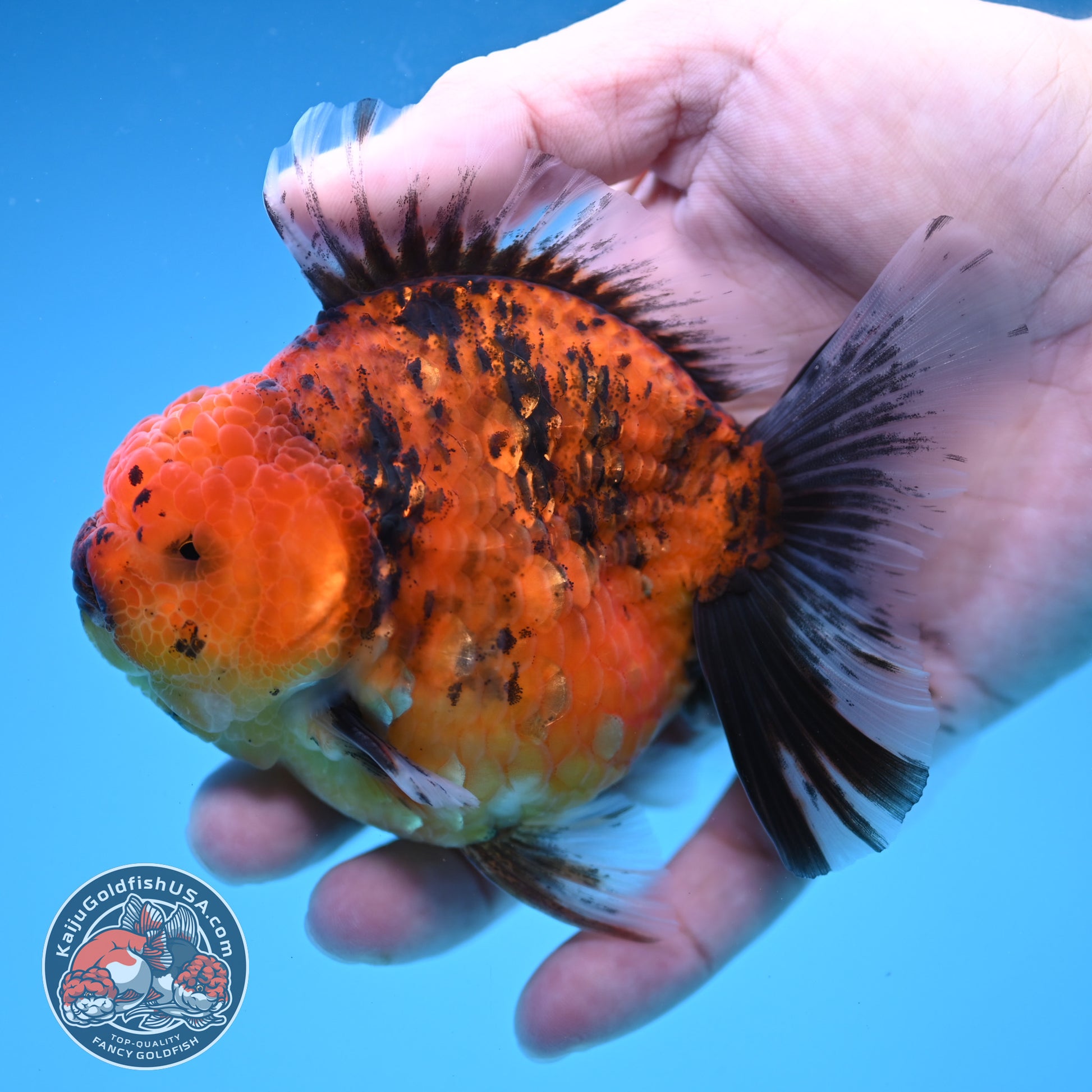Tiger Oranda 3.8 inch Body (251205_OR16)