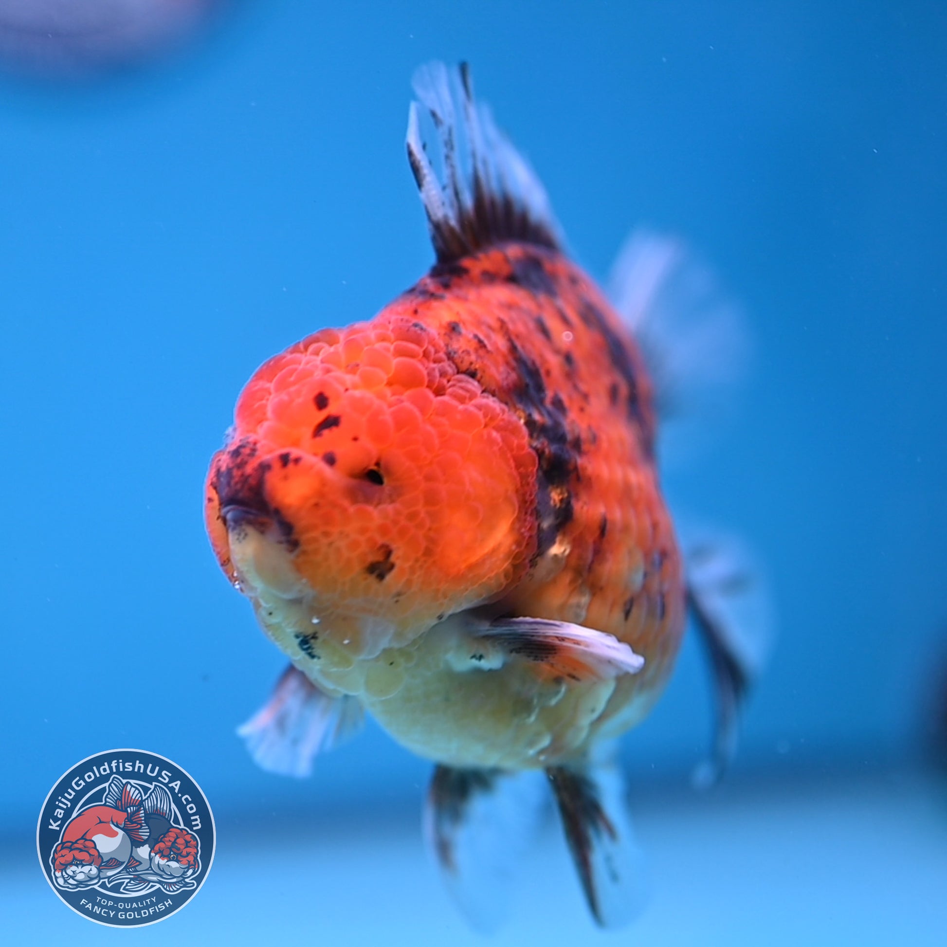 Tiger Oranda 3.8 inch Body (251205_OR16)