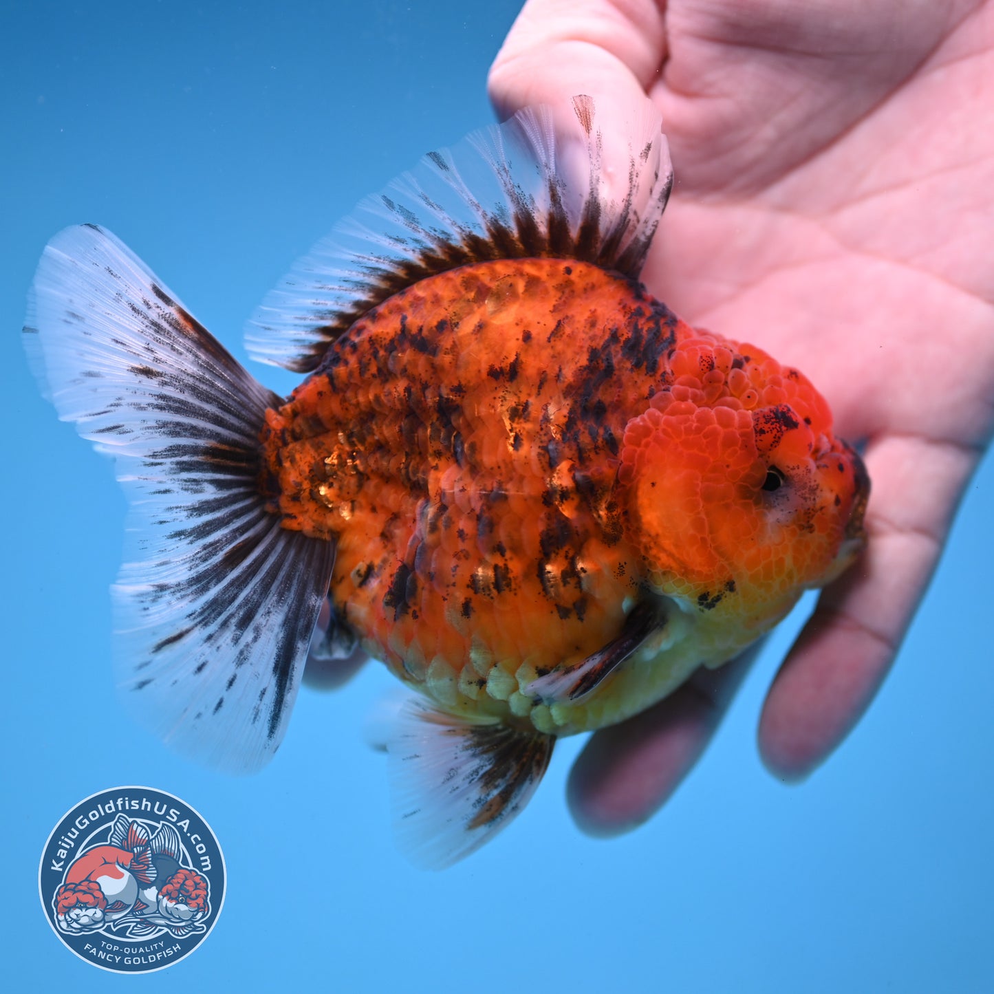 Tiger Oranda 3.8 inch Body (251205_OR16)