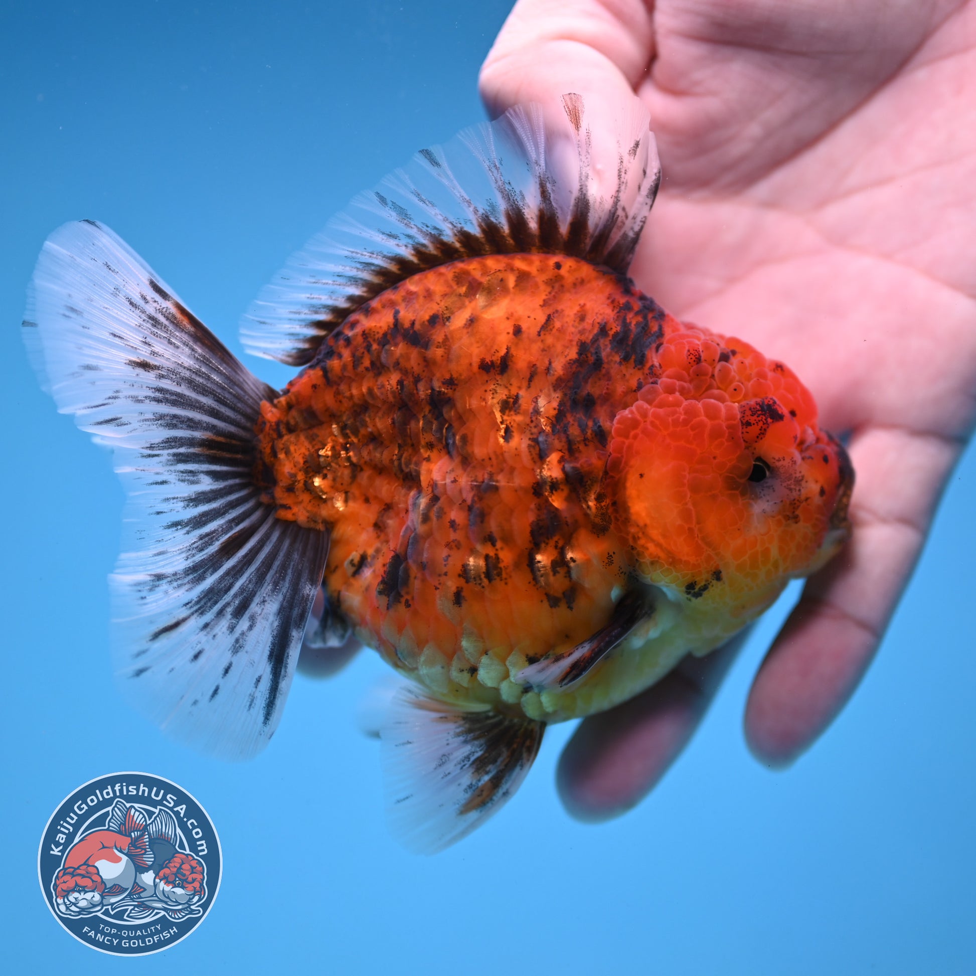Tiger Oranda 3.8 inch Body (251205_OR16)