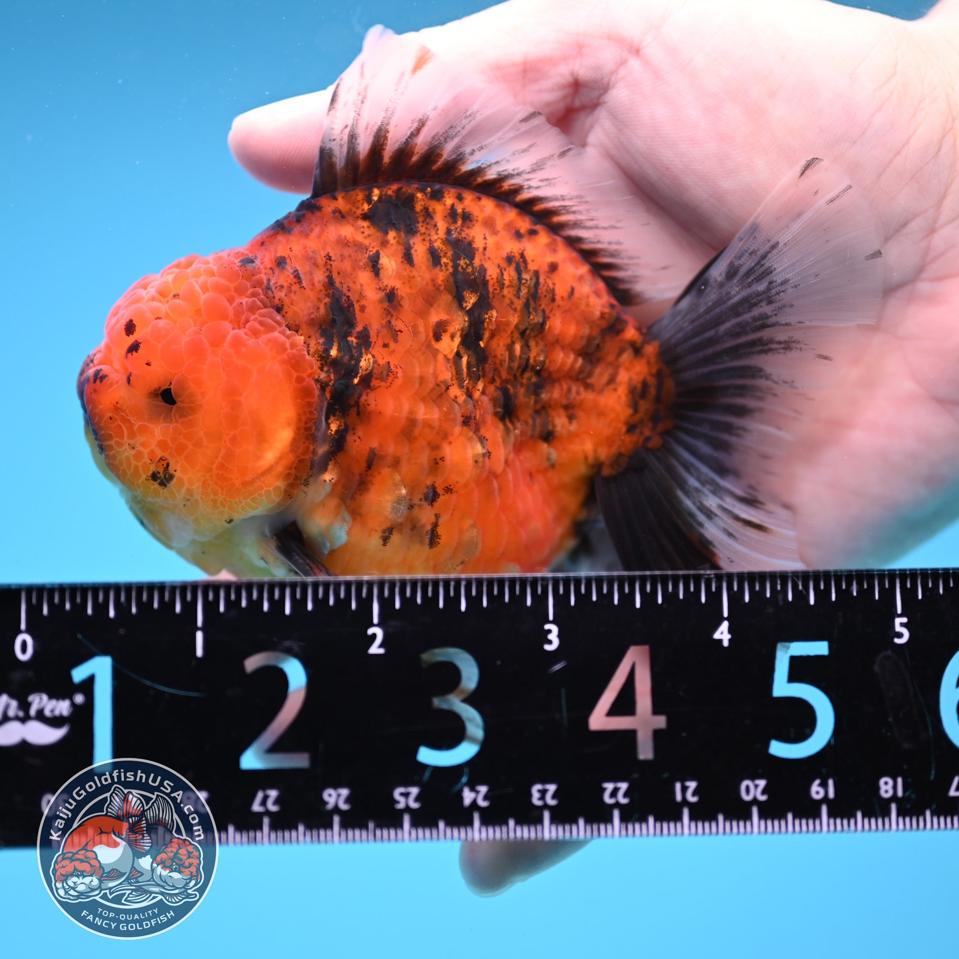 Tiger Oranda 3.8 inch Body (251205_OR16)
