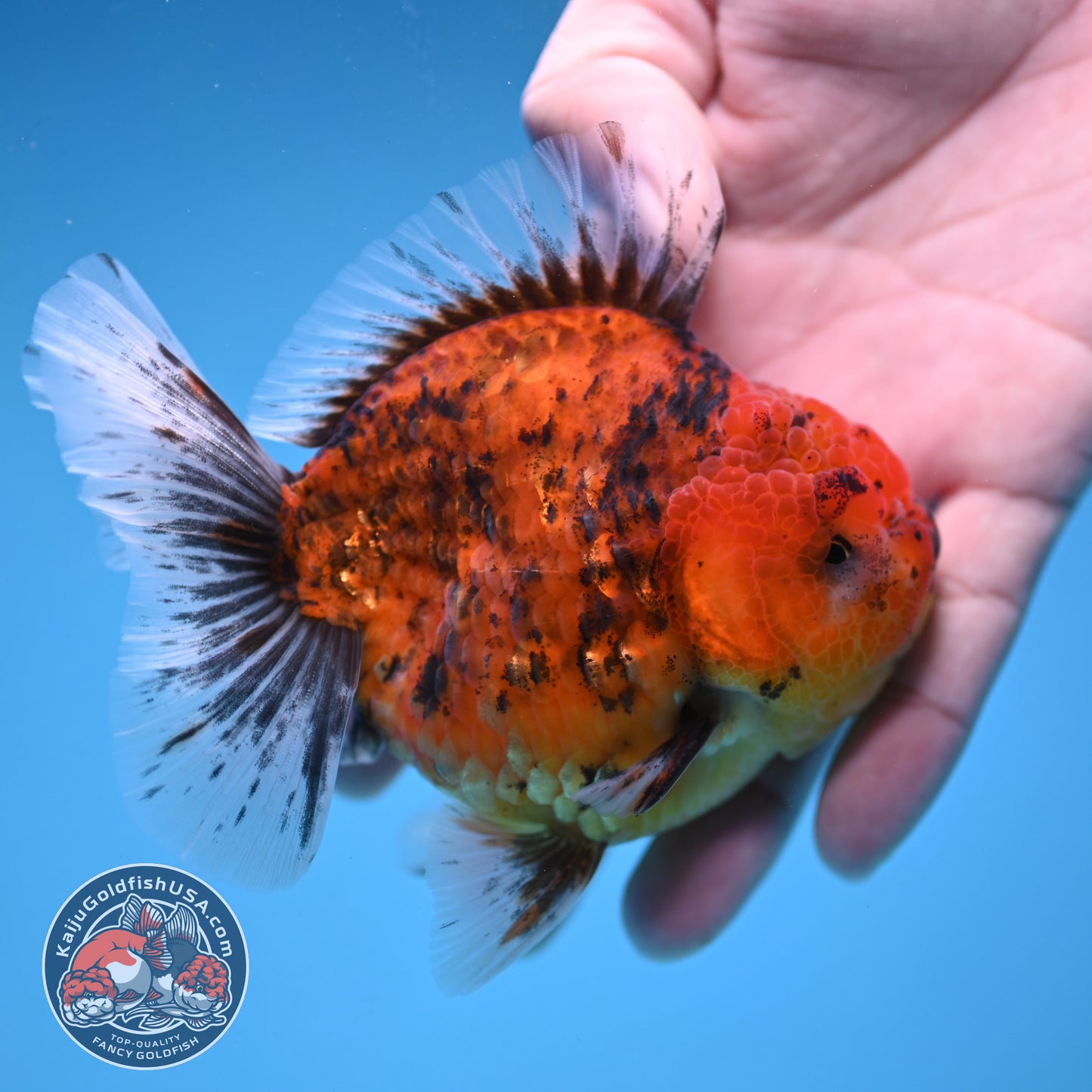 Tiger Oranda 3.8 inch Body (251205_OR16)