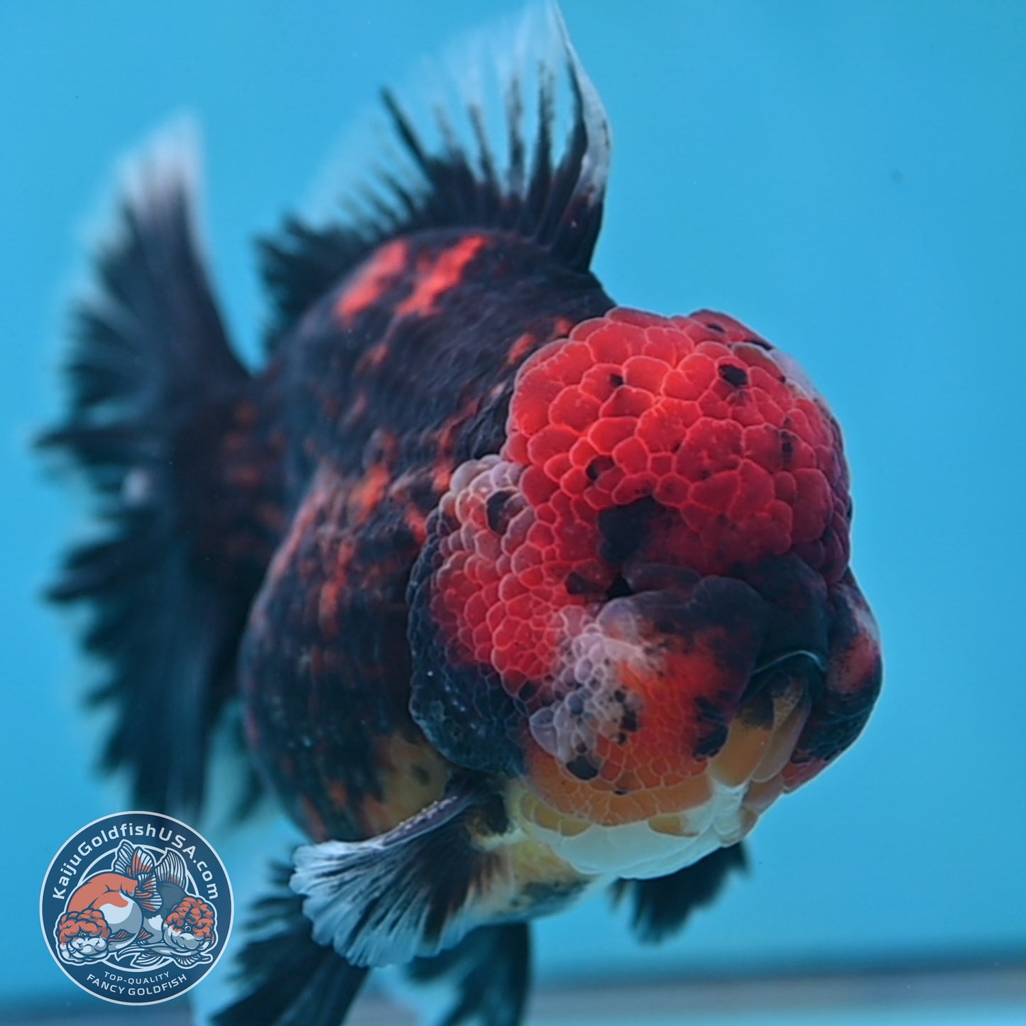 Tiger Oranda 4 inch Body (251017_OR01)