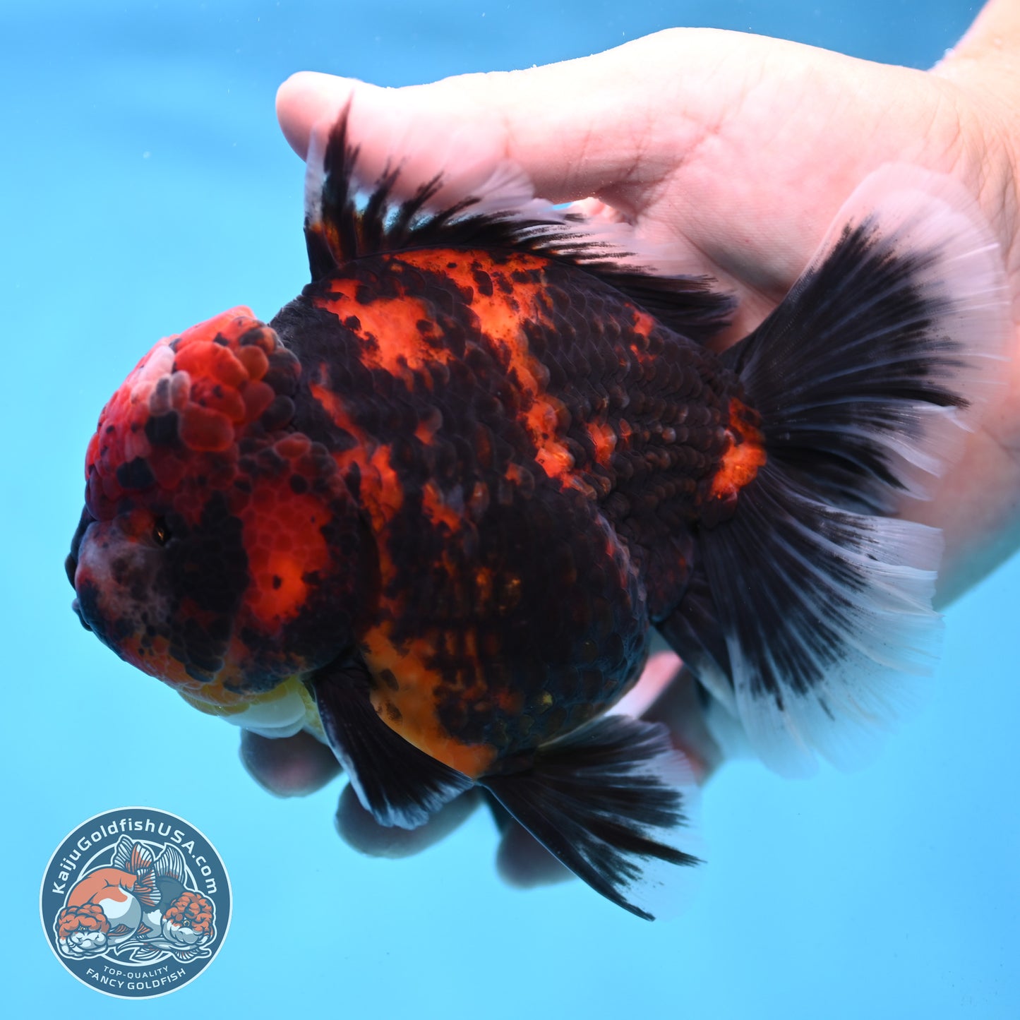 Tiger Oranda 4 inch Body (251017_OR01)