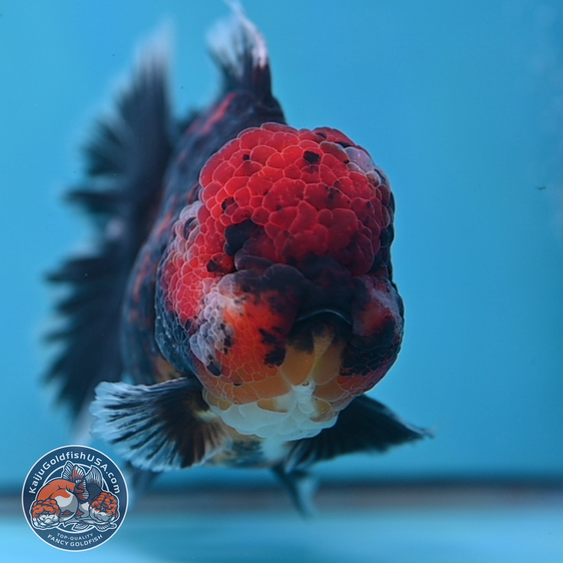 Tiger Oranda 4 inch Body (251017_OR01)